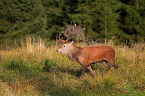 Red Deer (Cervus elaphus)