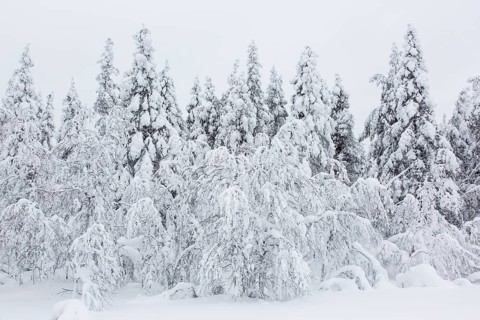 Snow-covered trees