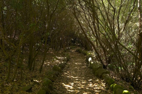 Laurel forest in the Parque Cultural La Zarza