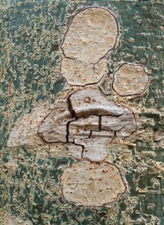 Sycamore Fig (Ficus sycomorus)