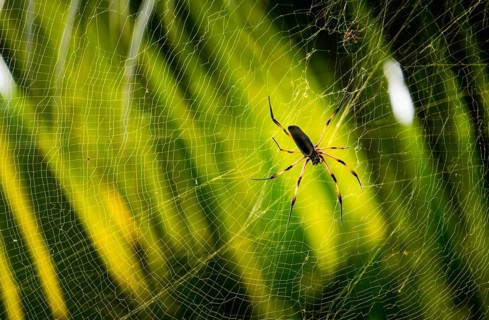 Red-legged Golden Orb-web Spider (Nephila inaurata)