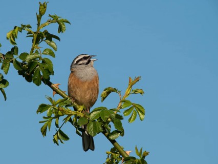 Rock Bunting (Emberiza cia)