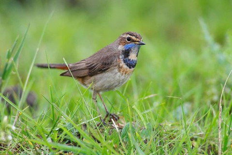 Bluethroat (Luscinia svecica cyanecula)
