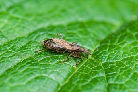 Ant Damsel Bug (Himacerus mirmicoides)