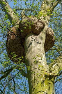 London Plane (Platanus x hispanica