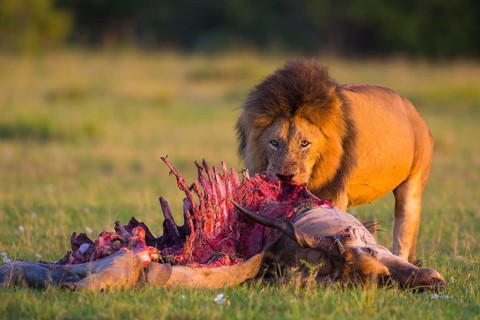 Lion (Panthera leo)