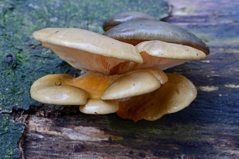 Flat Crep (Crepidotus applanatus)