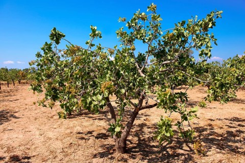Pistachio trees (Pistacia vera)