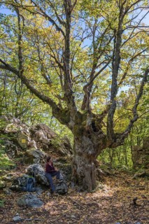 Sycamore Maple (Acer pseudoplatanus)