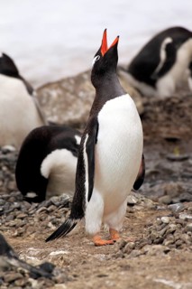 Gentoo Penguins (Pygoscelis papua)