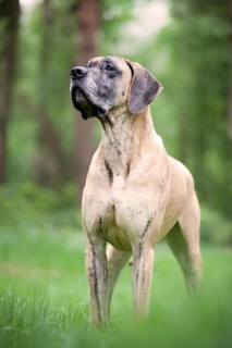 German mastiff