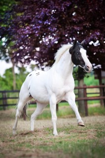 Paint Horse
