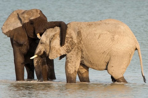 African elephants (Loxodonta africana) playfighting at the Namutoni water hole