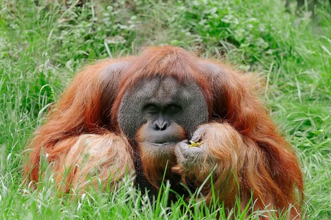 Sumatran Orangutan (Pongo pygmaeus abelii