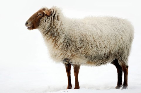 Coburger Fuchsschaf also Coburg Fox Sheep