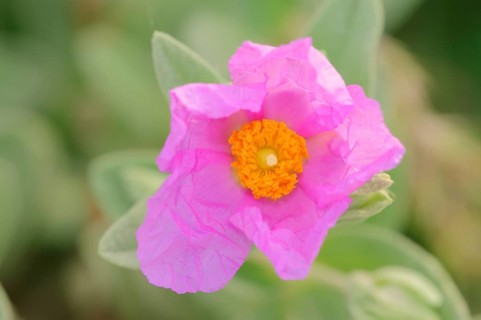 White-leaved Rock Rose (Cistus albidus)