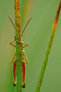 Large Marsh Grasshopper (Mecostethus grossus)