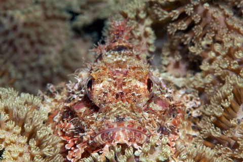 Bearded scorpionfish (Scorpaenopsis barbata) hidden amongst leathery corals (Alcyoniidae)