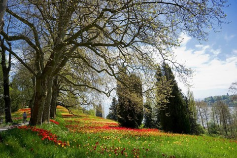 Colourful spring meadow with daffodils and tulips