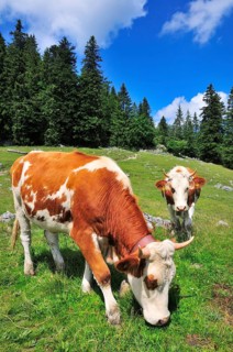 Cows grazing on an alpine meadow below Mt Brecherspitze