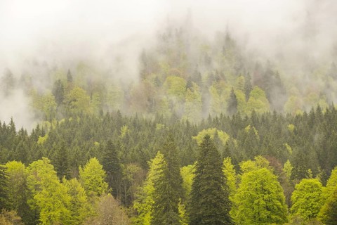 Forest in rainy weather