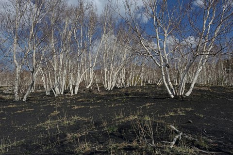 Etna Birches (Betula aetnensis)