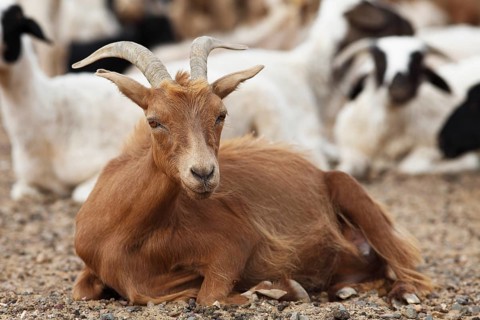 Brown Cashmere Goat (Capra hircus laniger) Gurvansaikhan Gobi National Park