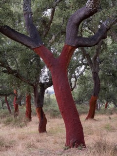 Recently stripped Cork Oaks (Quercus suber) in the Sierra de Grazalema