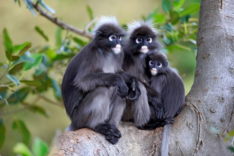 Dusky Leaf Monkeys or Spectacled Langurs (Trachypithecus obscurus)