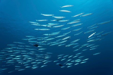Battery of Obtuse Barracudas (Sphyraena obtusata)