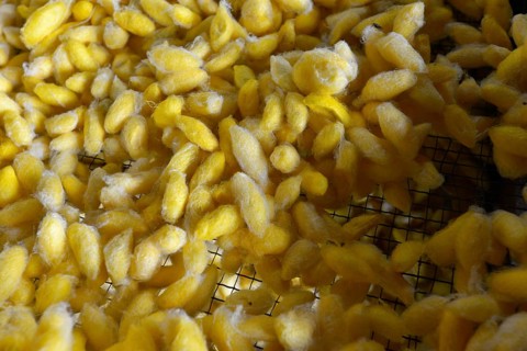 Yellow silk cocoons