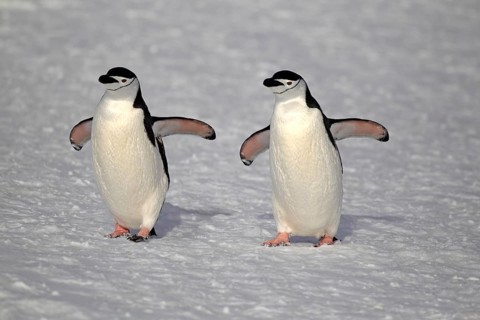 Chinstrap penguins (Pygoscelis antarctica) pair