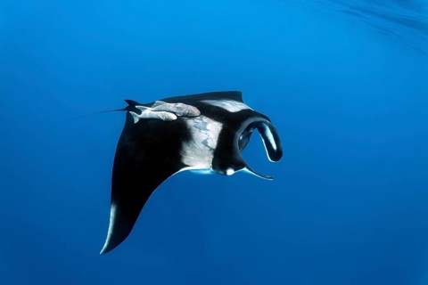 Reef manta ray (Manta alfredi)