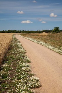 Chamomile growing along the edges of the coastal bicycle path
