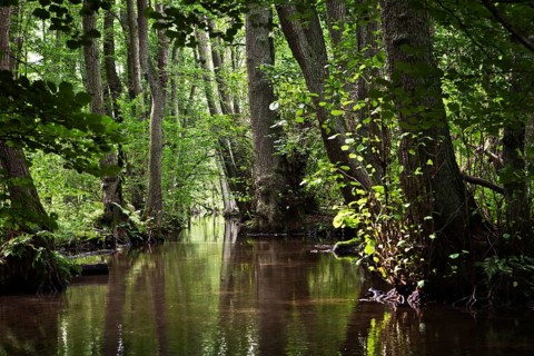 Forest landscape at Kustriner Bach