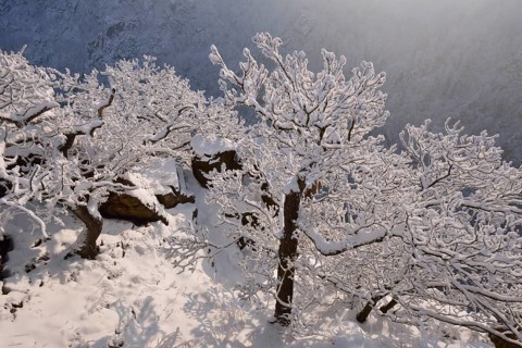 Winter landscape in the Bode Gorge