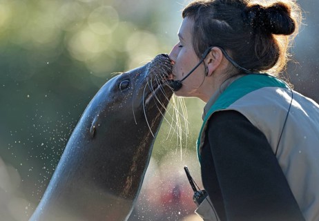 California Sea Lion (Zalophus californianus)