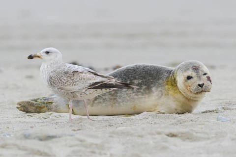 Seagull in front of a Grey Seal (Halichoerus grypus)