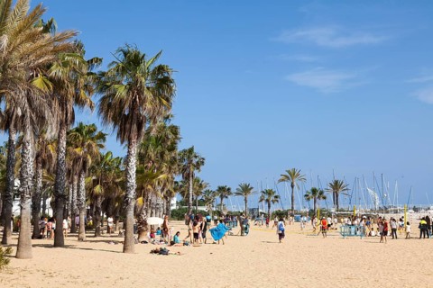 Beach with palm trees