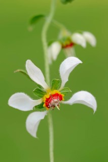 Rock Nettle (Loasa triphylla var volcanica)