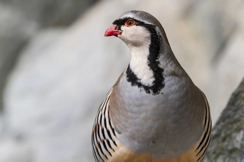 Rock Partridge (Alectoris graeca)