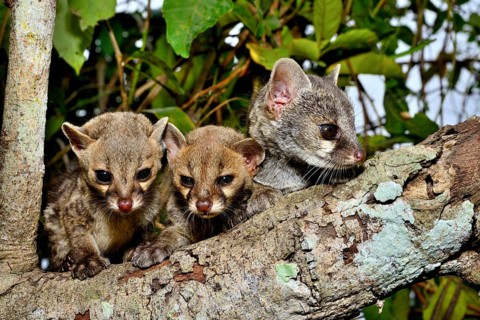 Common genets (Genetta genetta)