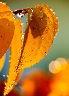 Yellow autumn leaves