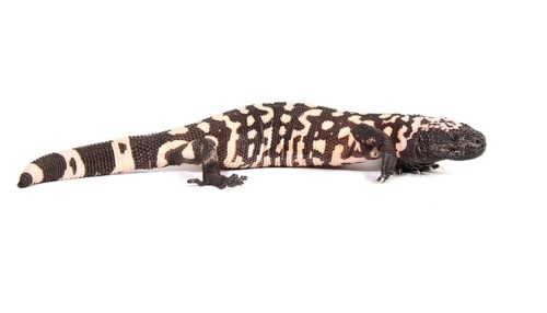 Gila Monster (Heloderma suspectum)