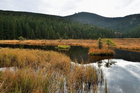 Autumn in the Naturschutzgebiet Kleiner Arbersee nature reserve