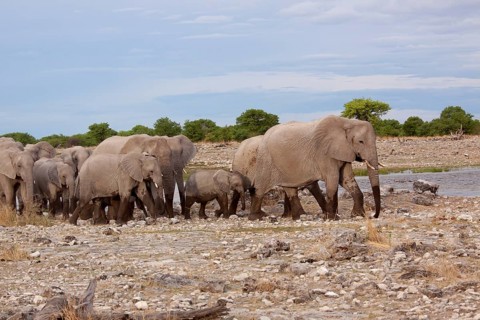 African elephants (Loxodonta africana) at a waterhole