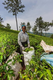 Tea picker