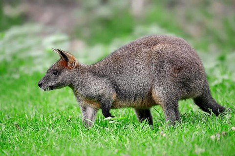 Swamp Wallaby (Wallabia bicolor)