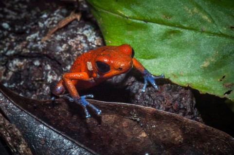 Strawberry Poison-dart Frog (Oophaga pumilio)