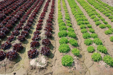 Field with Lollo Rosso and Lollo Bionda lettuce (Lactuca sativa var crispa)